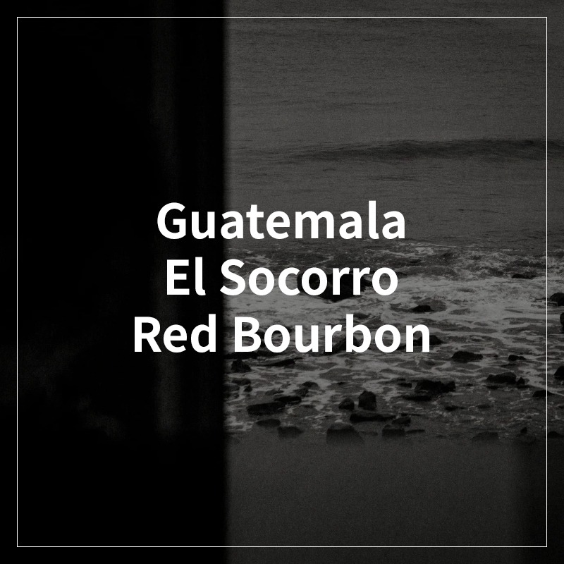 Guatemala El Socorro Red Bourbon